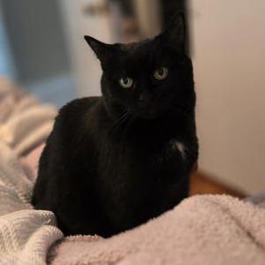 Lost Cat Booboo kitty
