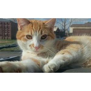 Image of Dommy, Lost Cat