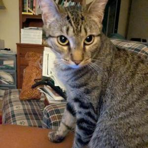 Image of Callie, Lost Cat