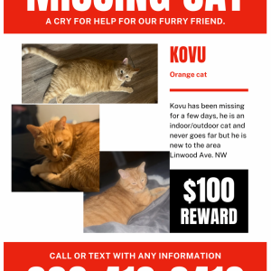 Image of Kovu, Lost Cat