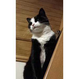 Lost Cat Kotyk