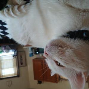 Image of Punk, Lost Cat