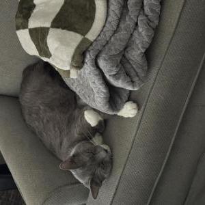 Lost Cat Tom