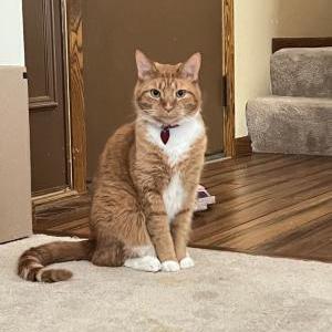 Image of Otter, Lost Cat