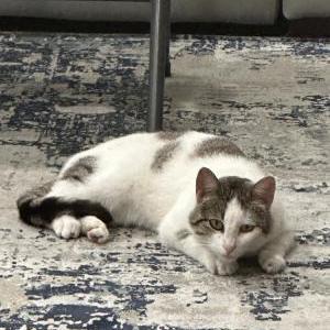 Image of Unknown, Found Cat