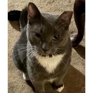 Image of Dobie, Lost Cat