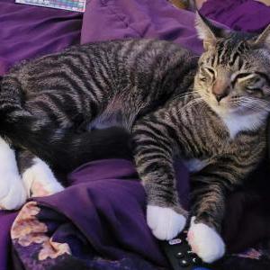 Image of Kraven, Lost Cat