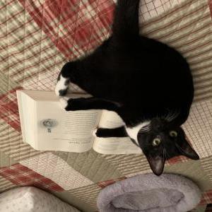 Image of Peanut, Lost Cat