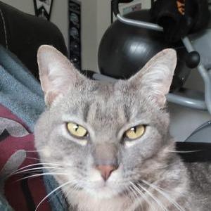 Lost Cat Elvis
