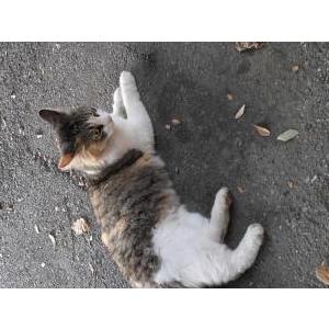 Image of Jackie, Lost Cat