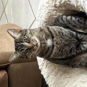 Image of Noon, Lost Cat