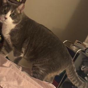 Image of Charlie, Lost Cat
