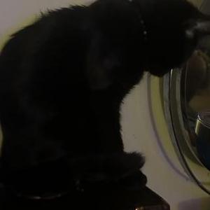 Lost Cat Smoke