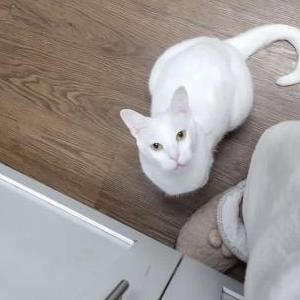 Image of Princess Marshmellow, Lost Cat