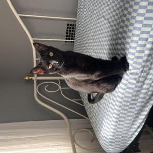 Found Cat Small black cat