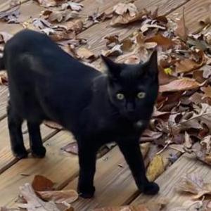 Image of Jasper “Jazzy”, Lost Cat