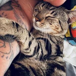Image of Jerry, Lost Cat