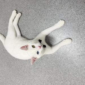 Lost Cat Atlas