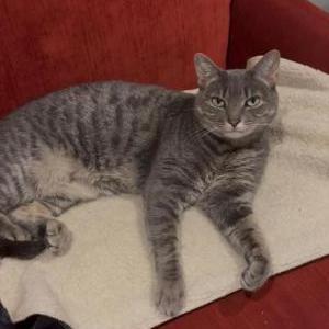 Image of Goose, Lost Cat
