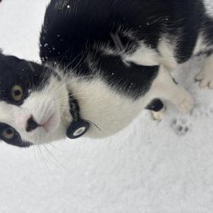 Image of Lupin, Lost Cat