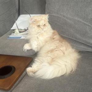 Lost Cat Teddy