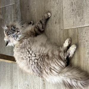 Lost Cat Olaf