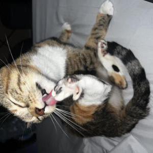 Image of Minnie, Lost Cat