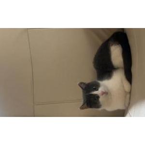 Image of Maisy, Lost Cat