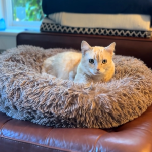 Lost Cat Marmie