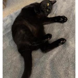 Lost Cat Leo