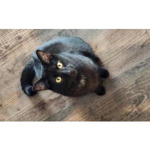 Image of Squirrel, Lost Cat