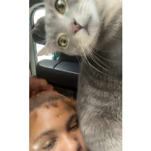 Image of Amir, Lost Cat