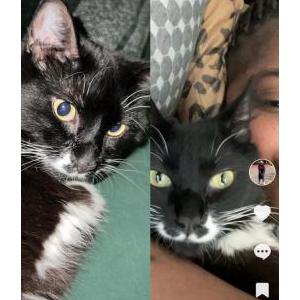 Lost Cat Mr whiskers
