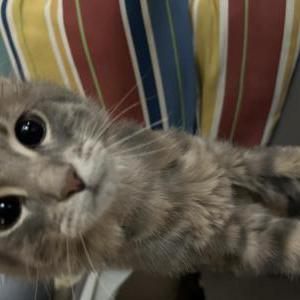 Image of Jasper, Lost Cat