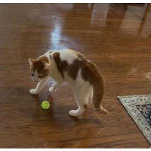 Lost Cat Niblet “Kitty”