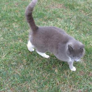 Image of unknown, Found Cat