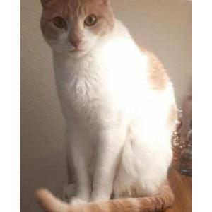 Image of Butter, Lost Cat