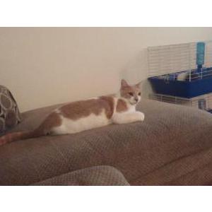 2nd Image of Butter, Lost Cat