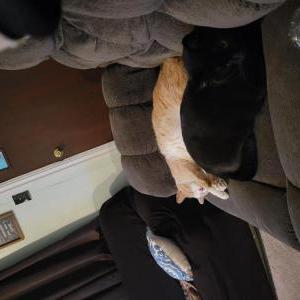 Image of Garfield, Lost Cat