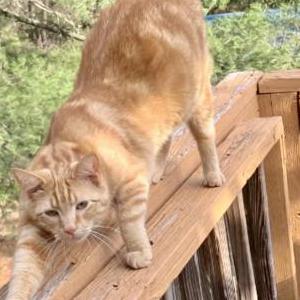 Image of Bubbz, Lost Cat