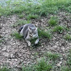 Image of Mini, Lost Cat