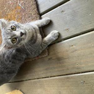 Image of Unknown, Found Cat
