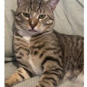 Image of Leo, Lost Cat