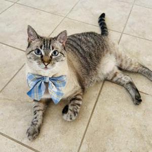 Lost Cat Demi