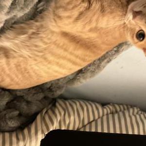 Lost Cat Latte
