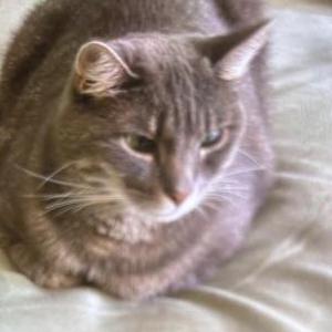 Lost Cat Happy