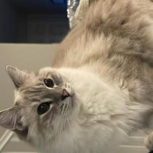 Image of Leon, Lost Cat