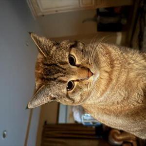 Lost Cat Charlie