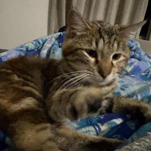 Lost Cat Poppy