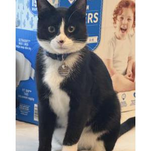 Image of Zuko, Lost Cat